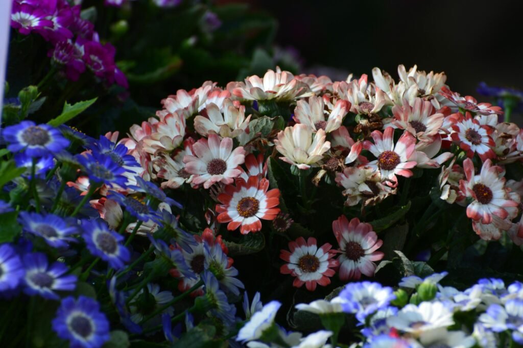 Flores de varios colores